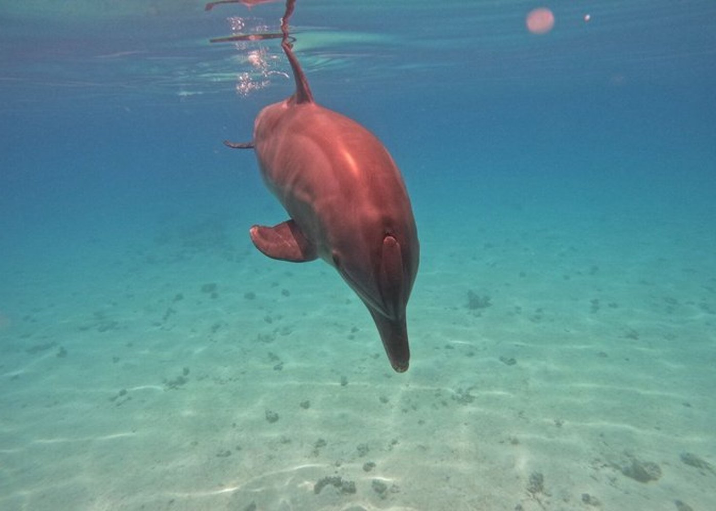 Premium VIP Dolphin House Przygoda ze snorkelingiem & Lunch - Hurghada - 22