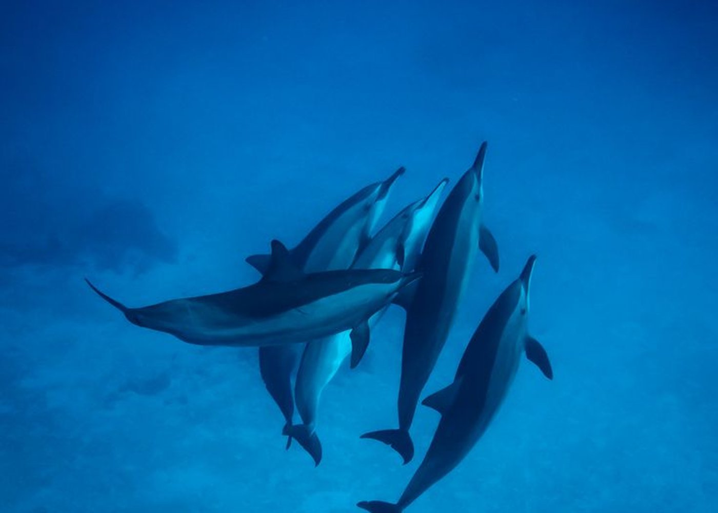 Premium VIP Dolphin House Przygoda ze snorkelingiem & Lunch - Hurghada - 5