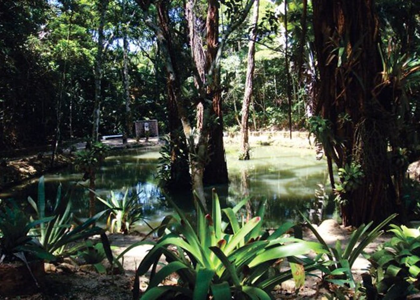 Tijuca's National Park - Eco Hiking Tour - 14