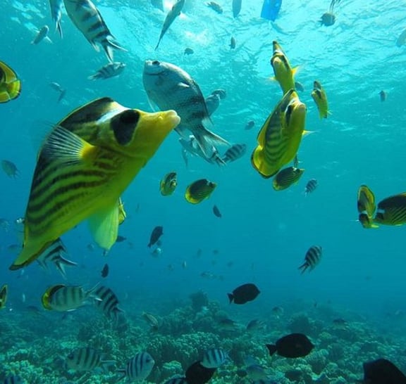 Full Day Snorkeling Trip to the Red Sea in Safaga from Luxor