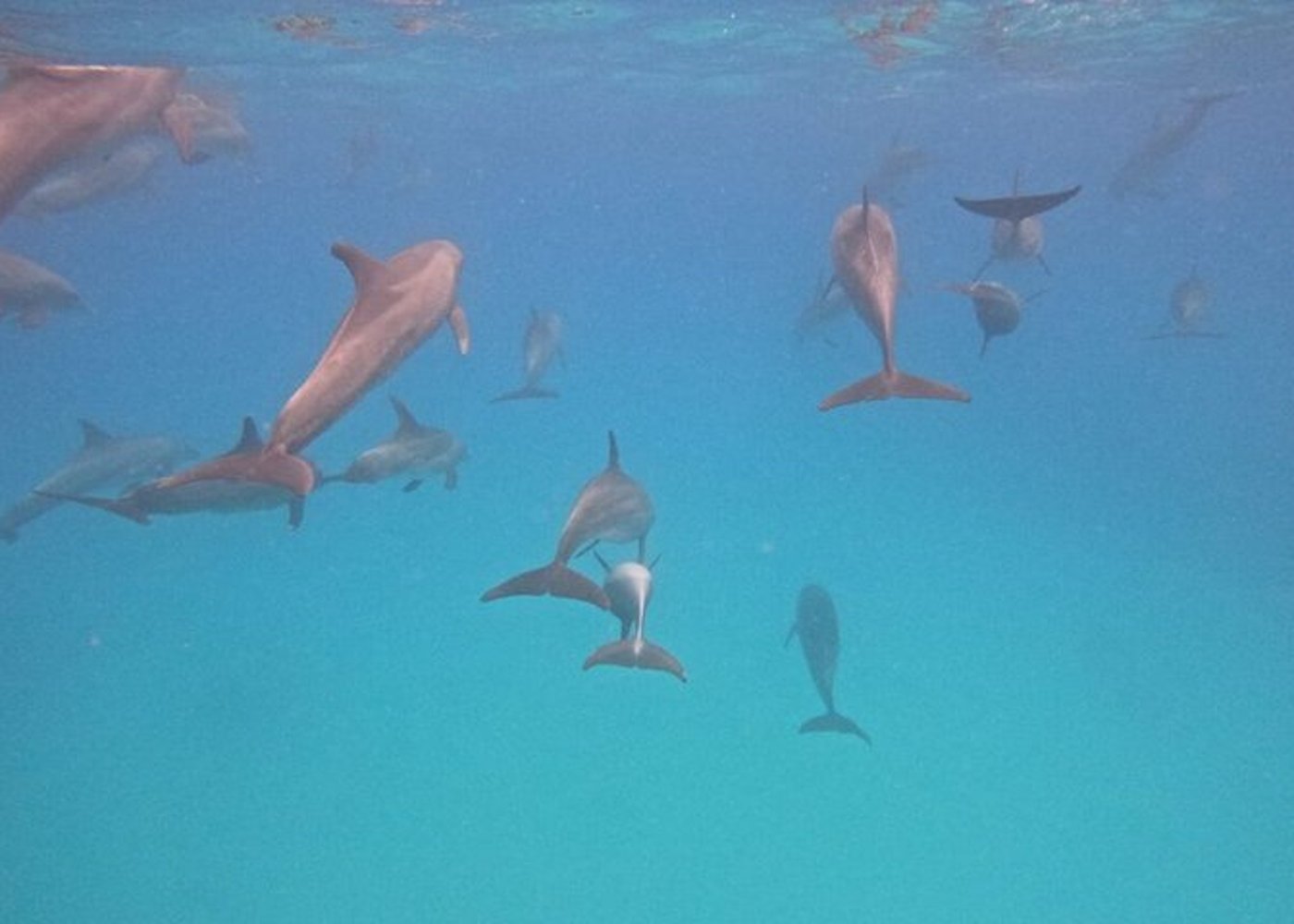 Premium VIP Dolphin House Przygoda ze snorkelingiem & Lunch - Hurghada - 24