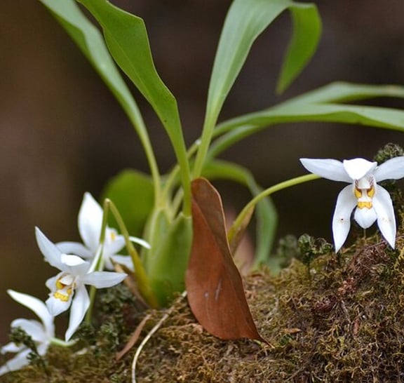 Mount Doi Inthanon National Park Sunrise and Hiking