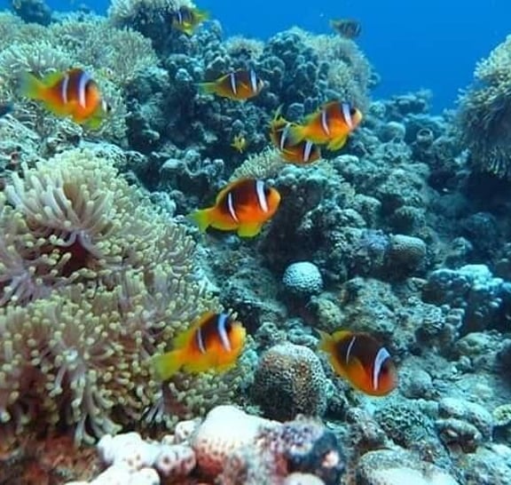 Snorkeling Trip to Utopia Island in Safaga from Luxor