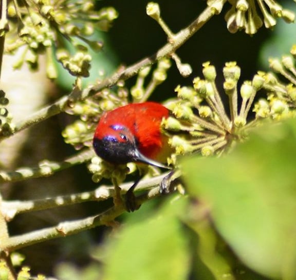 Bird Watching Doi Inthanon