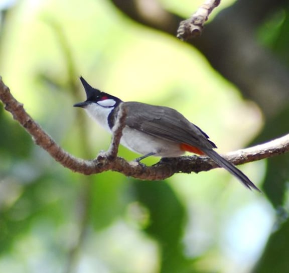 Birds Photograph Tour Doi Inthanon