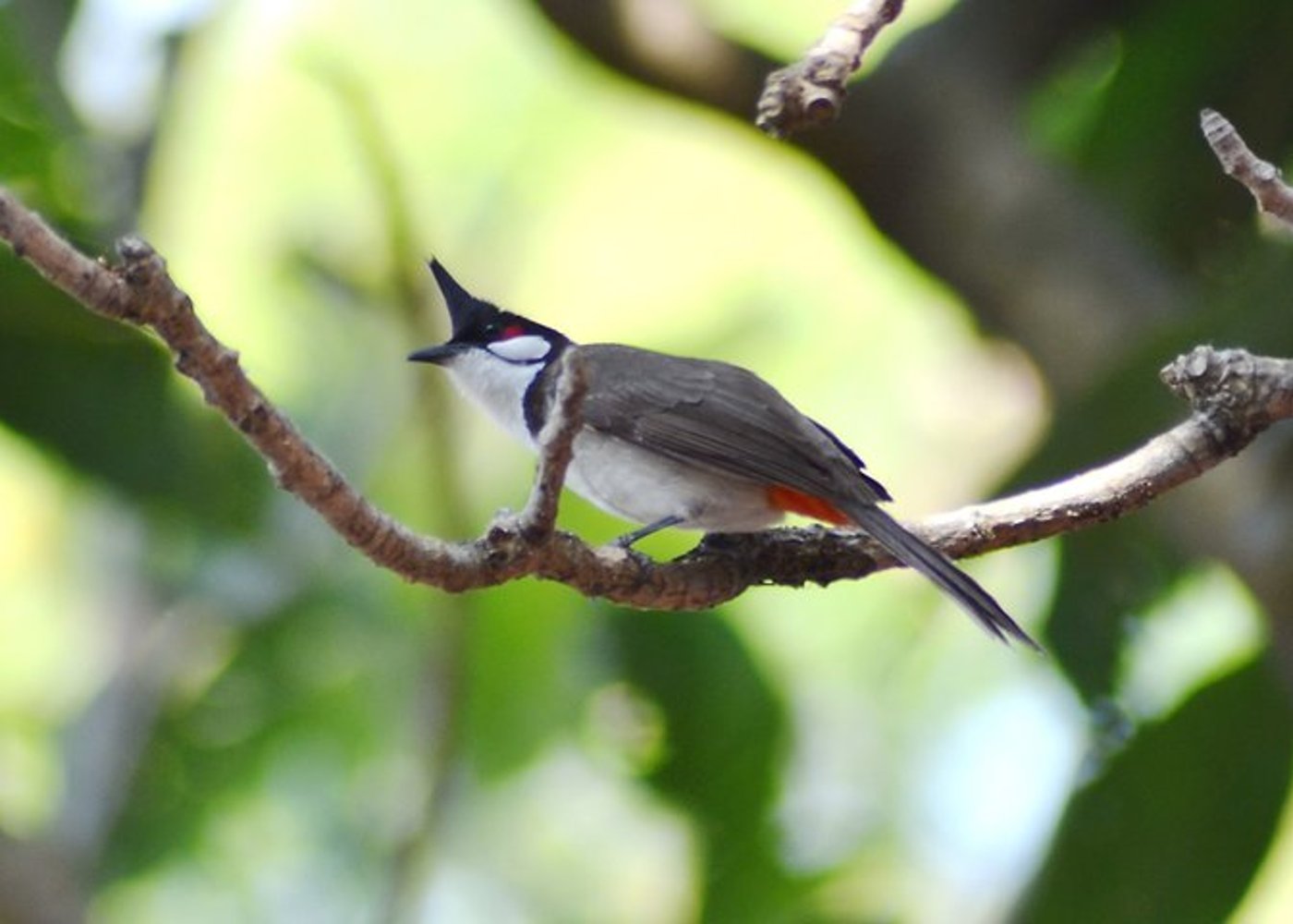 Vogelfotografie-Tour Doi Inthanon - 9