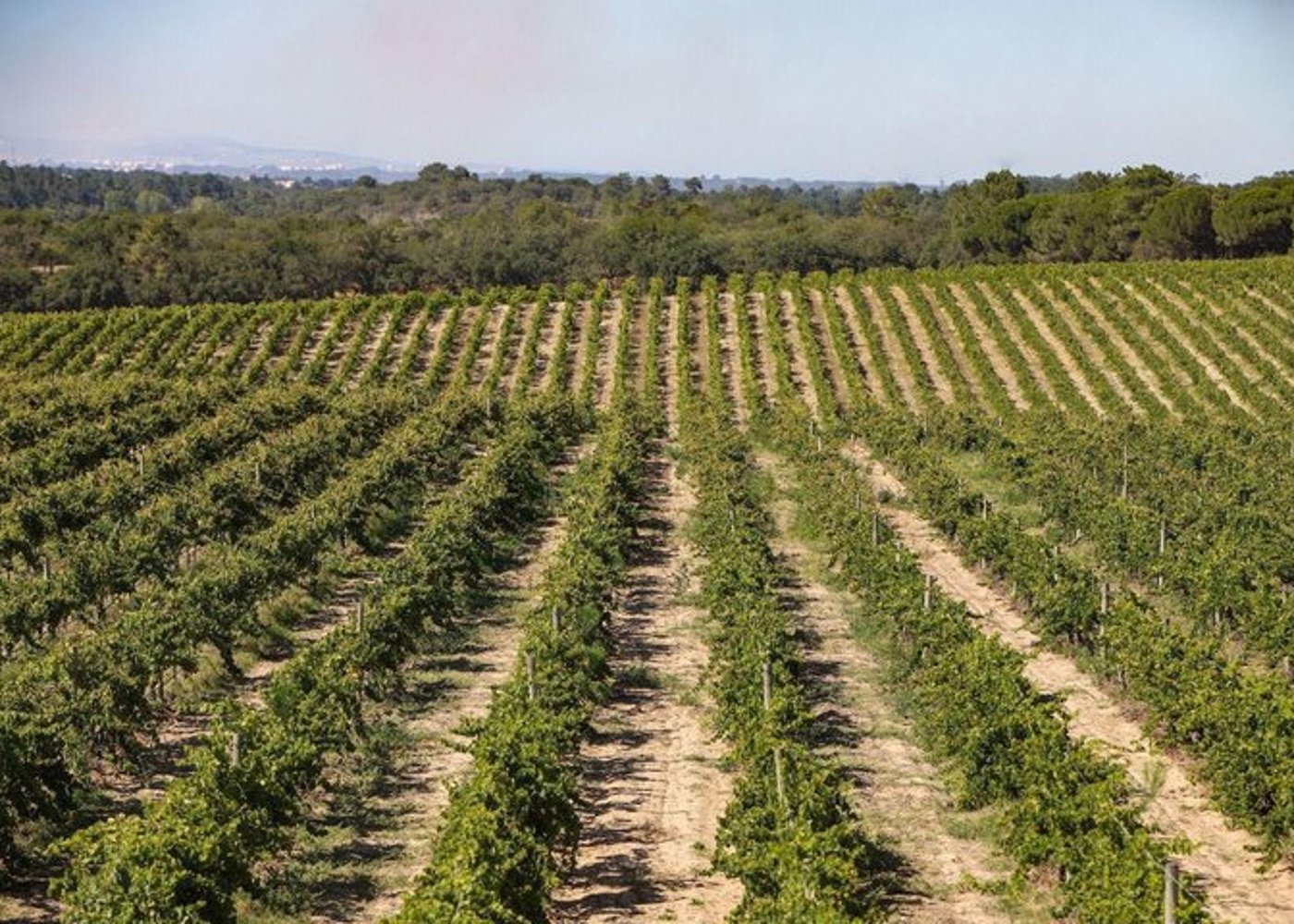 From Lisbon: Arrábida & Sesimbra Private Day Trip – Wine & Nature - 16