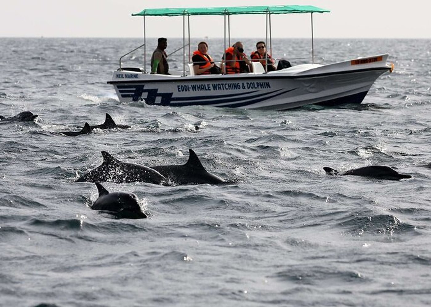 Dolphin Watching Experience in Trincomalee - 5