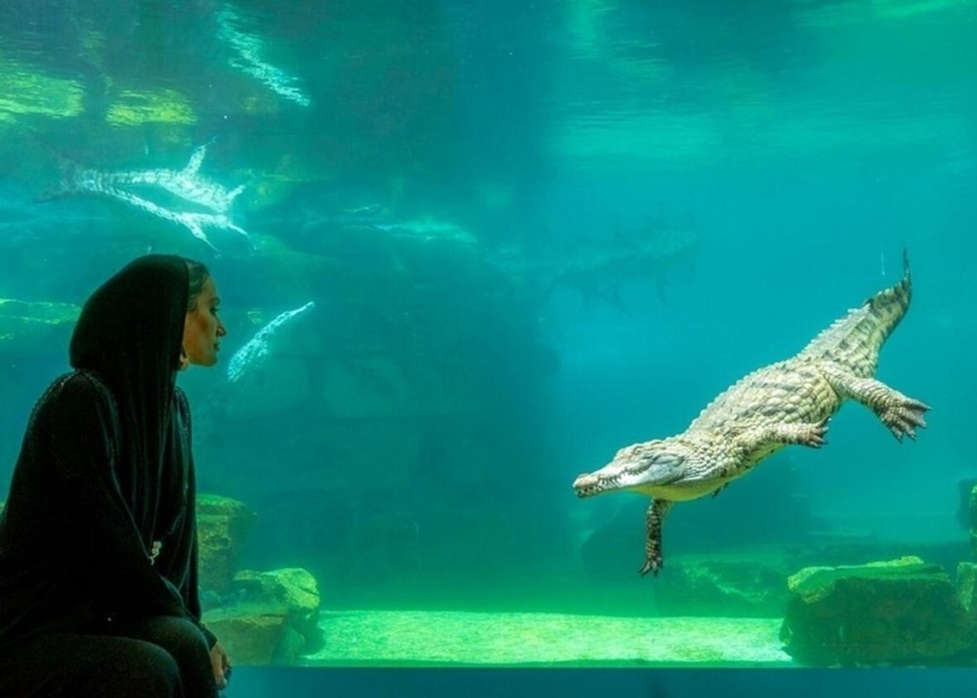 Dubai Crocodile Park, Dubai Mall Shopping, Burj Khalifa 124/125th floor and Musical Fountain Show tour with Private Transfers - 6