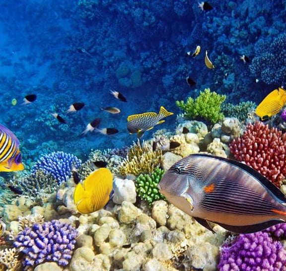 Snorkeling Trip to Utopia Island in Safaga from Luxor