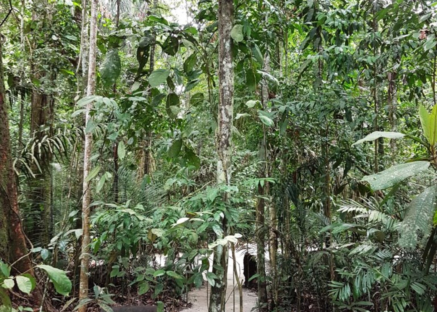 MUSA – Amazonian Museum - 5