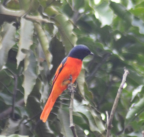 Bird Watching Doi Inthanon