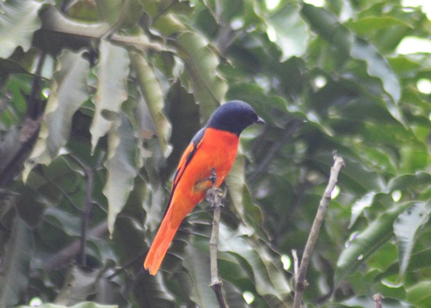 Vogelbeobachtung Doi Inthanon - 12