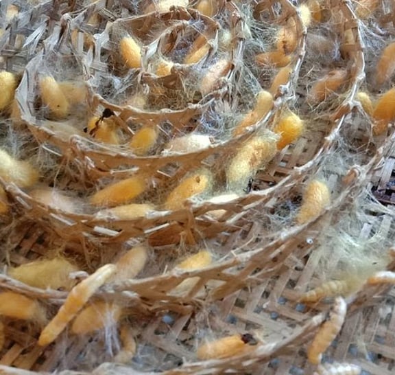 Completed Thai Silk Class Experience