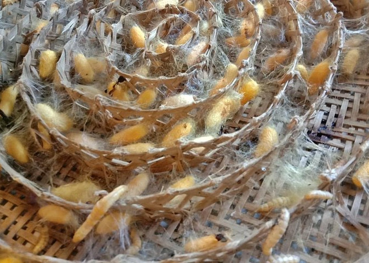 Abgeschlossenes Thai-Seidenkurs-Erlebnis - 3