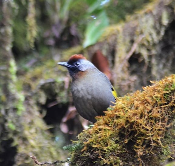 Bird Watching Doi Inthanon