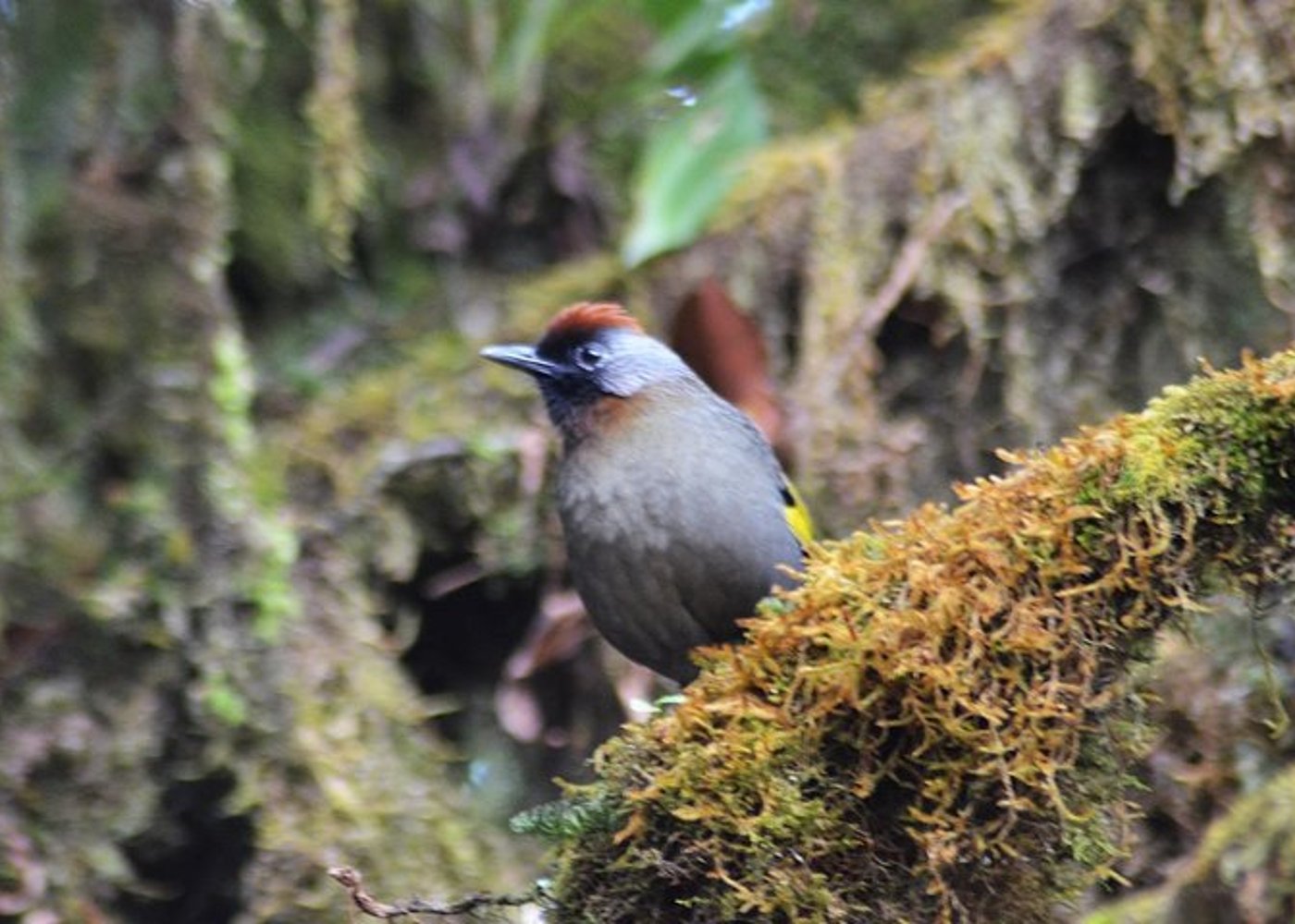 Vogelbeobachtung Doi Inthanon - 10