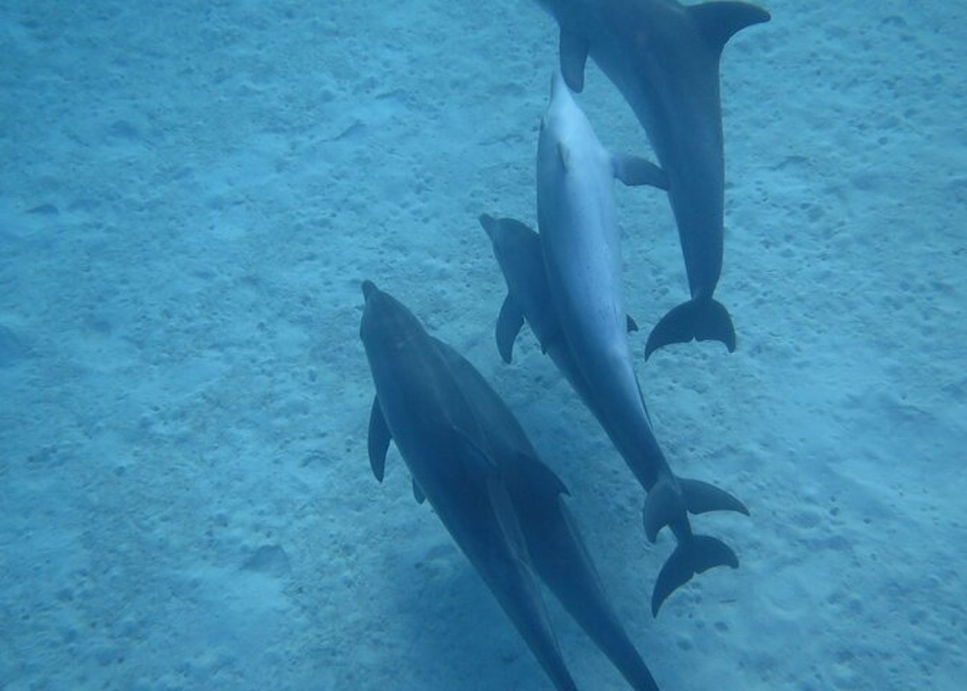 Premium VIP Dolphin House Przygoda ze snorkelingiem & Lunch - Hurghada - 27
