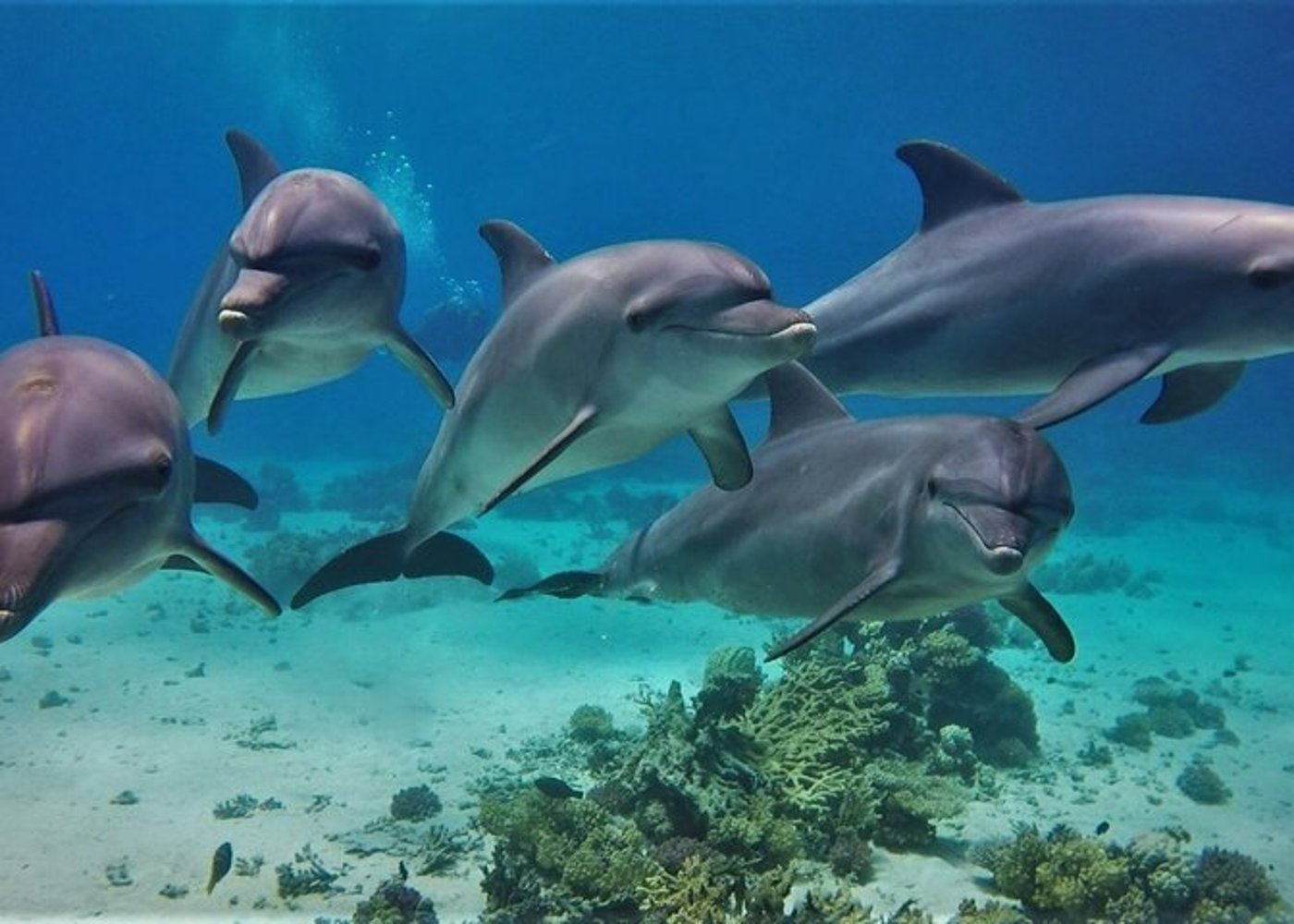 Premium VIP Dolphin House Przygoda ze snorkelingiem & Lunch - Hurghada - 43