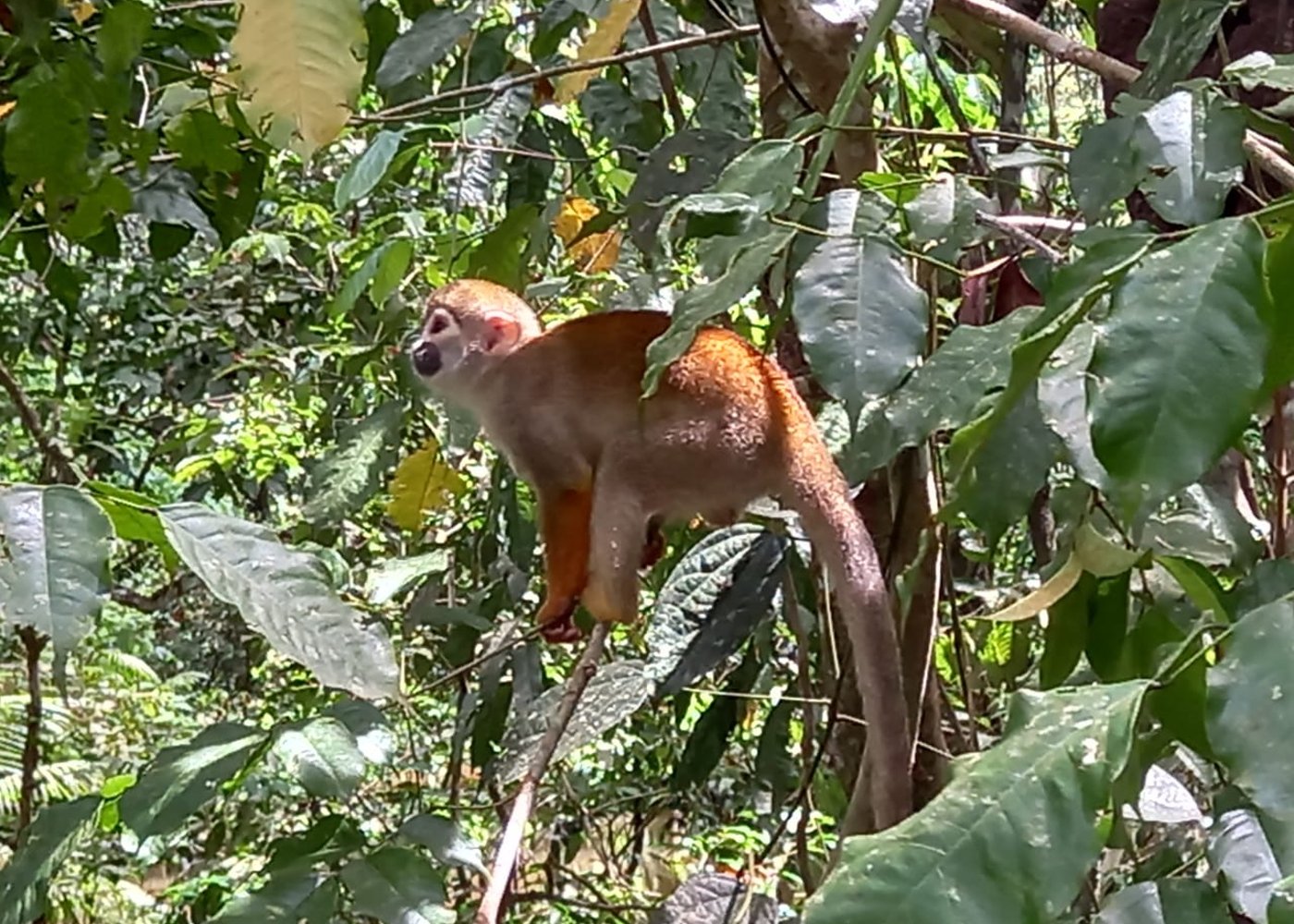 Jungle Adventure Tour [3 days and 2 nights ] - 4