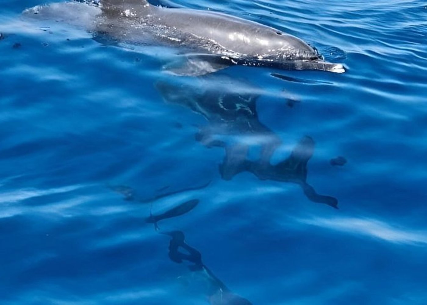 Premium VIP Dolphin House Przygoda ze snorkelingiem & Lunch - Hurghada - 19