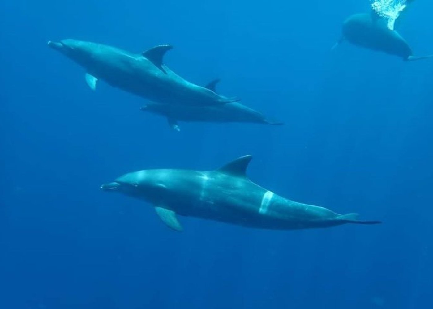 Premium VIP Dolphin House Przygoda ze snorkelingiem & Lunch - Hurghada - 13