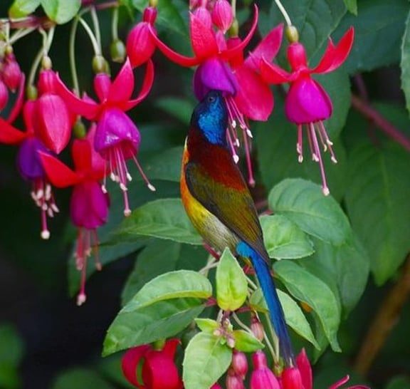 Bird Watching Doi Inthanon