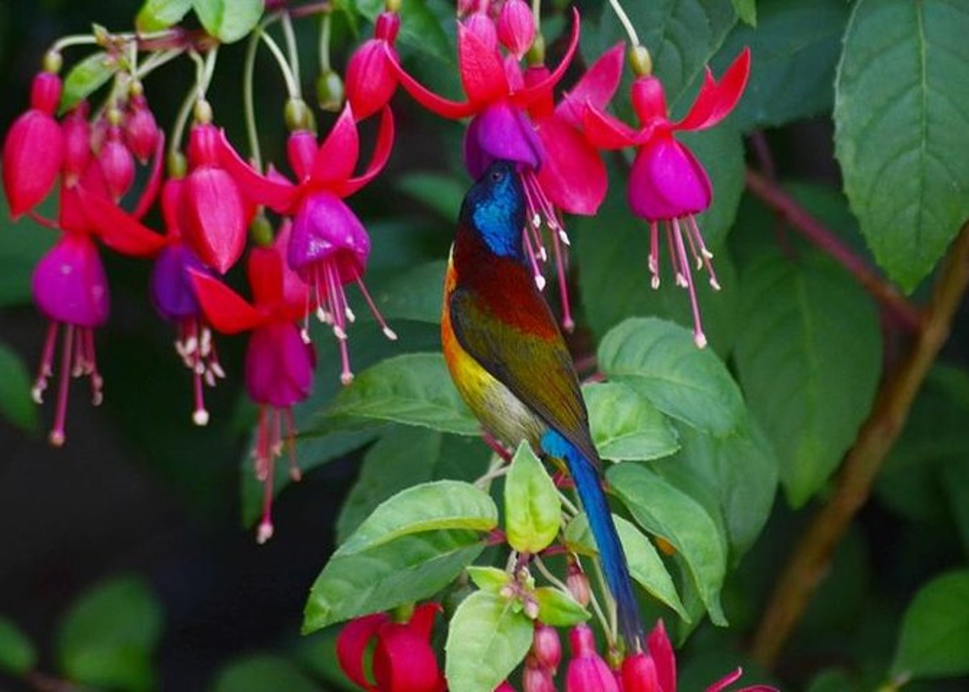 Vogelbeobachtung Doi Inthanon - 2