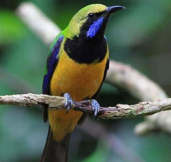 Birds Photograph Tour Doi Inthanon