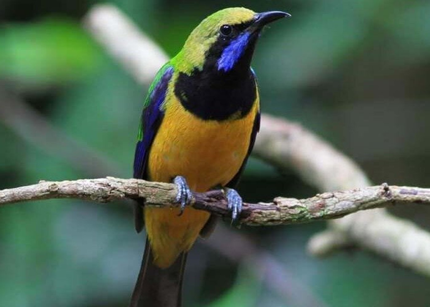 Vogelfotografie-Tour Doi Inthanon - 4