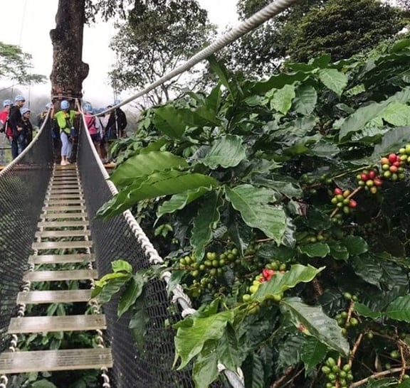 Extreme Zipline and Sticky Waterfall Private Tour