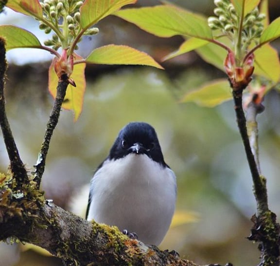 Bird Watching Doi Inthanon