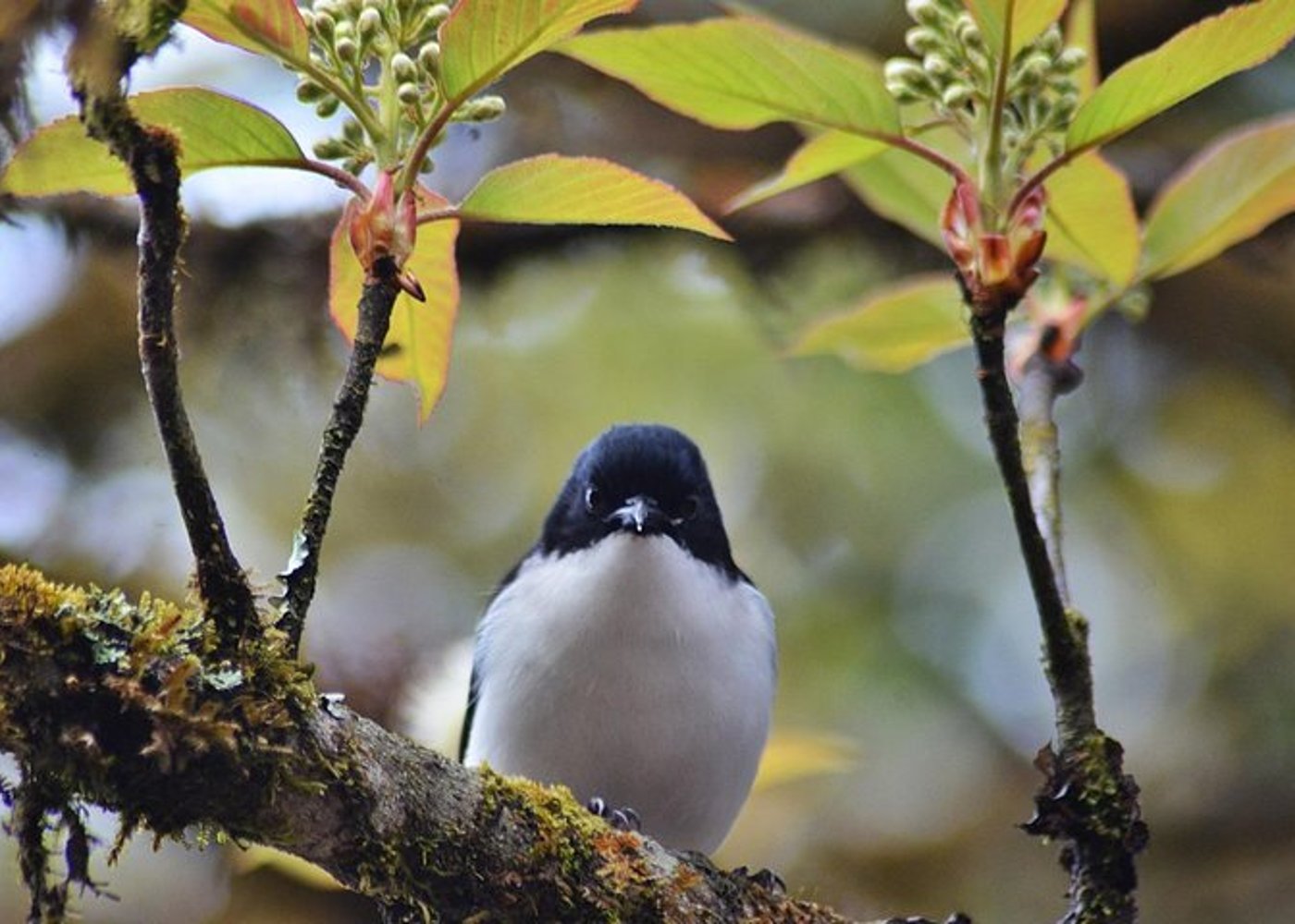 Vogelbeobachtung Doi Inthanon - 11