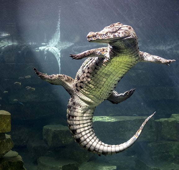 Dubai Crocodile Park Tour and Marina Dhow Dinner Cruise with Private Transfers