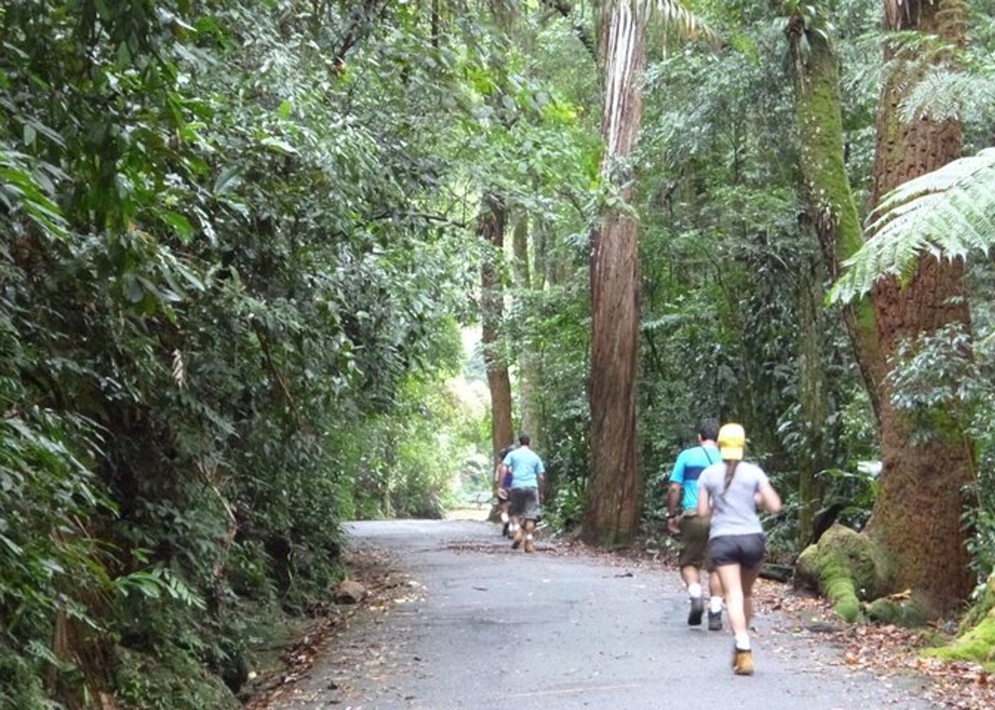 Tijuca's National Park - Eco Hiking Tour - 3