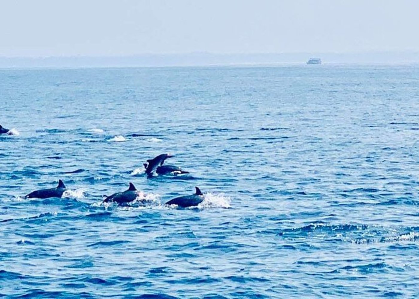 Dolphin Watching Experience in Trincomalee - 2