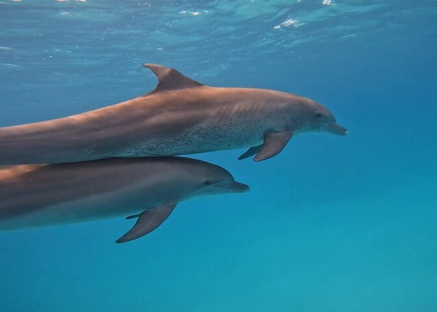 Premium VIP Dolphin House Przygoda ze snorkelingiem & Lunch - Hurghada - 3