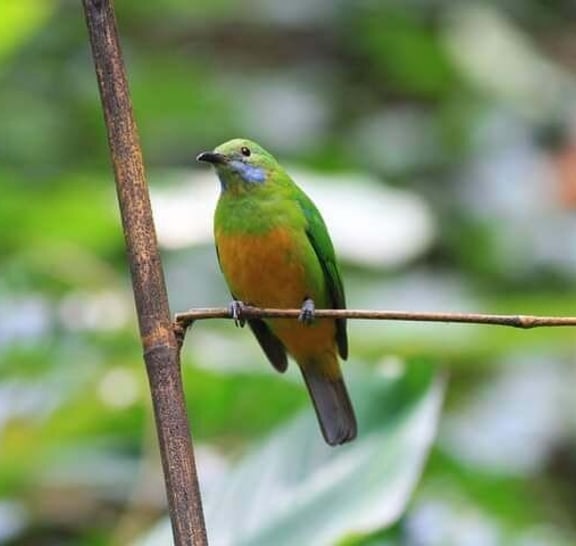 Birds Photograph Tour Doi Inthanon