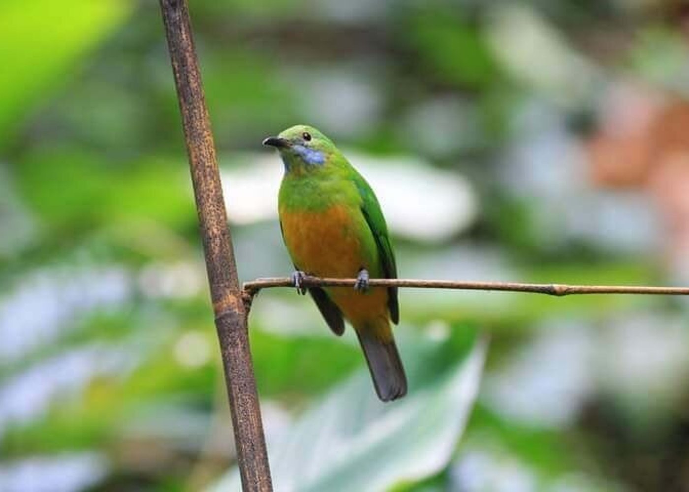 Vogelfotografie-Tour Doi Inthanon - 2