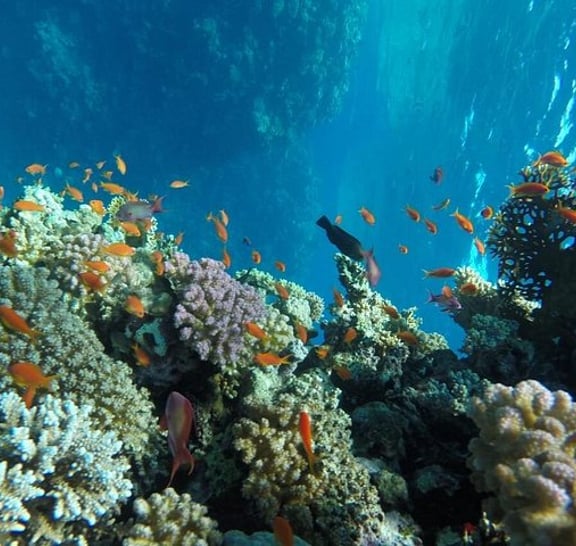 Snorkeling Trip to Utopia Island in Safaga from Luxor