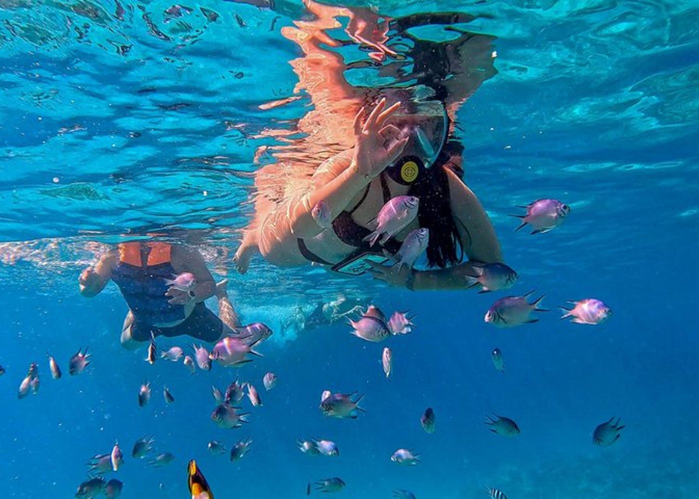 Premium VIP Dolphin House Przygoda ze snorkelingiem & Lunch - Hurghada - 42