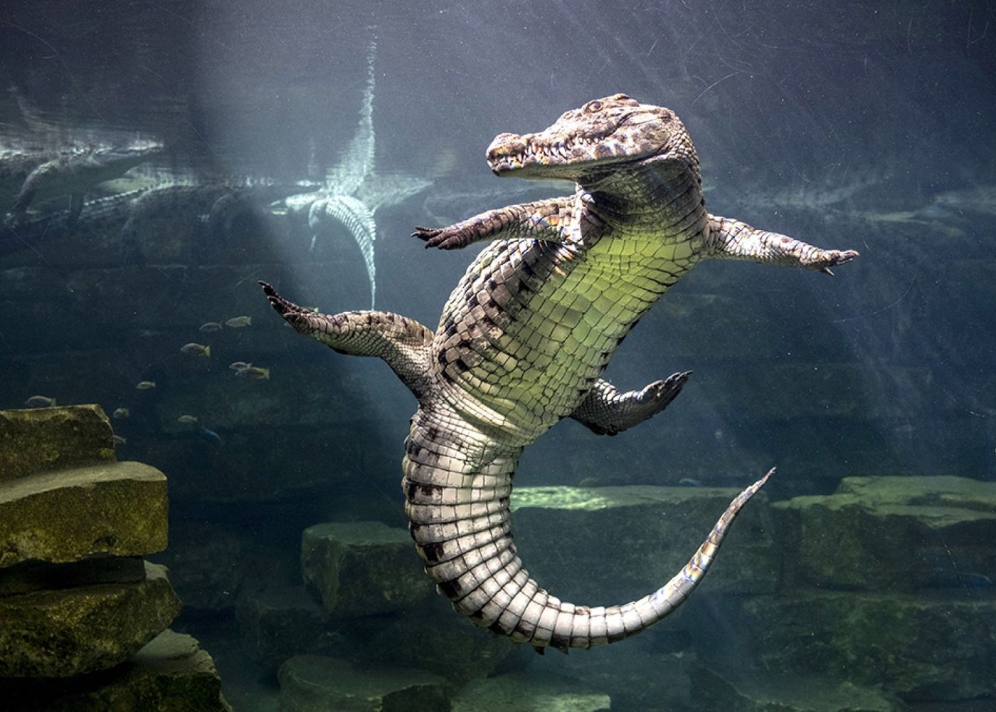 Dubai Crocodile Park, Dubai Mall Shopping, Burj Khalifa 124/125th floor and Musical Fountain Show tour with Private Transfers - 9
