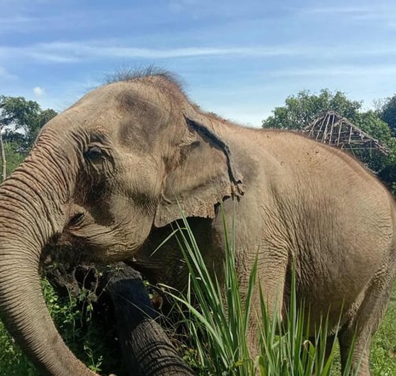 Safari trip
Elephant sanctuary
Sticky waterfall
Bamboo rafting