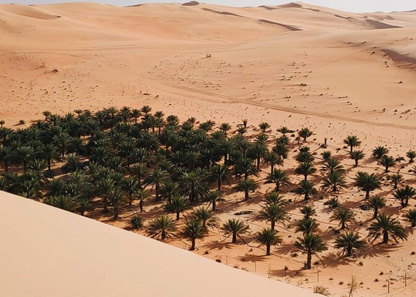 Liwa Full Day Desert Safari Tour with Thrills & Tranquility - 3