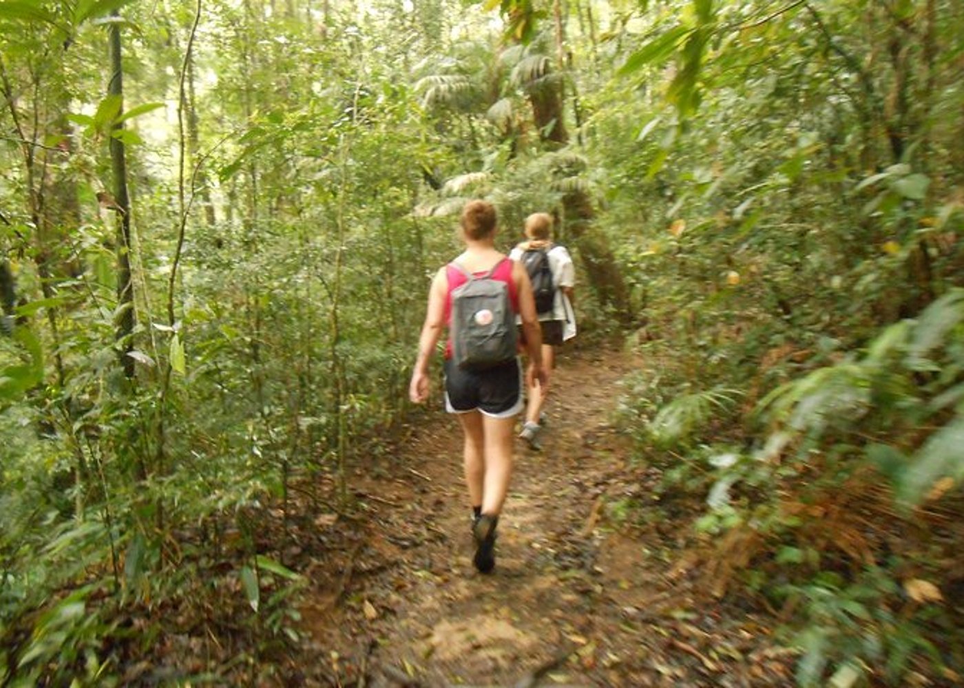 Tijuca's Peak Hiking Tour + National Park - 7