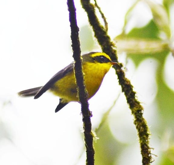 Bird Watching Doi Inthanon