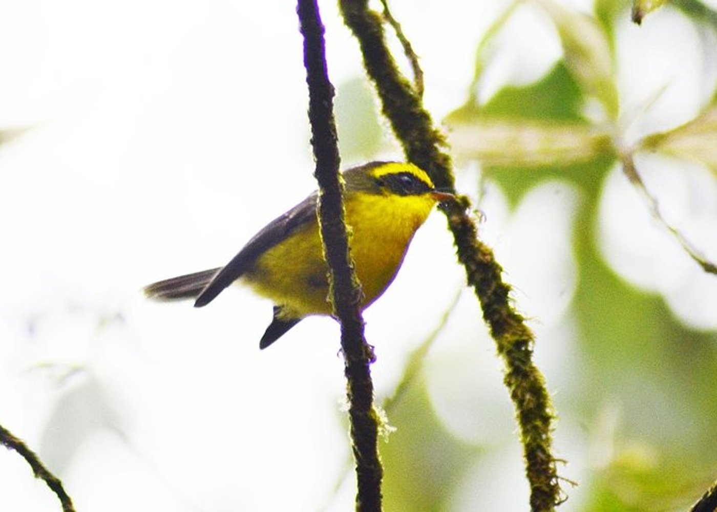 Vogelbeobachtung Doi Inthanon - 6