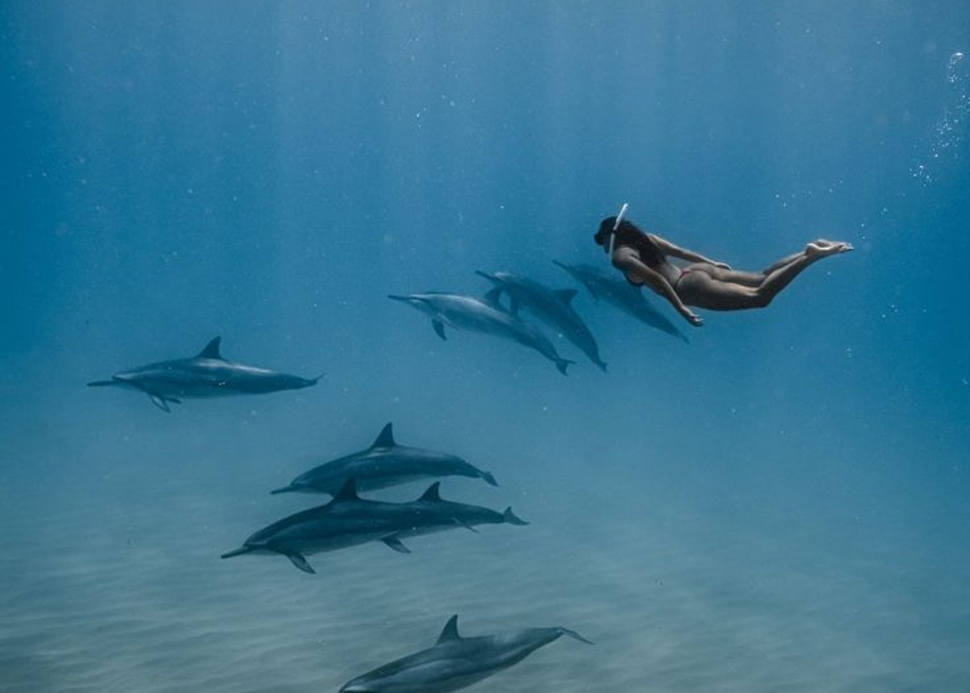 Premium VIP Dolphin House Przygoda ze snorkelingiem & Lunch - Hurghada - 6