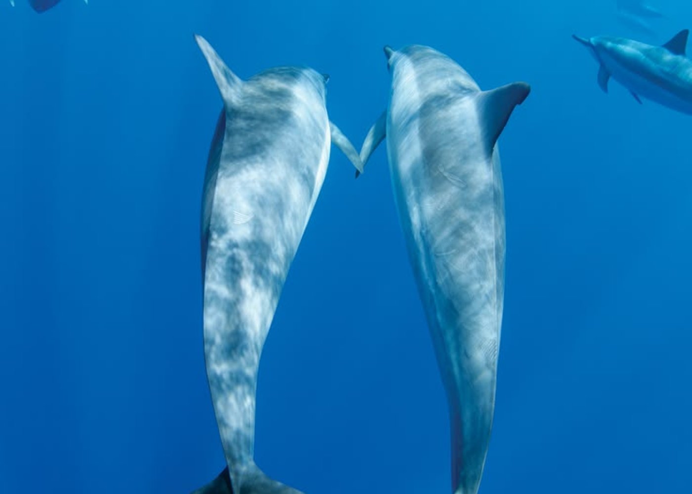 Premium VIP Dolphin House Przygoda ze snorkelingiem & Lunch - Hurghada - 7