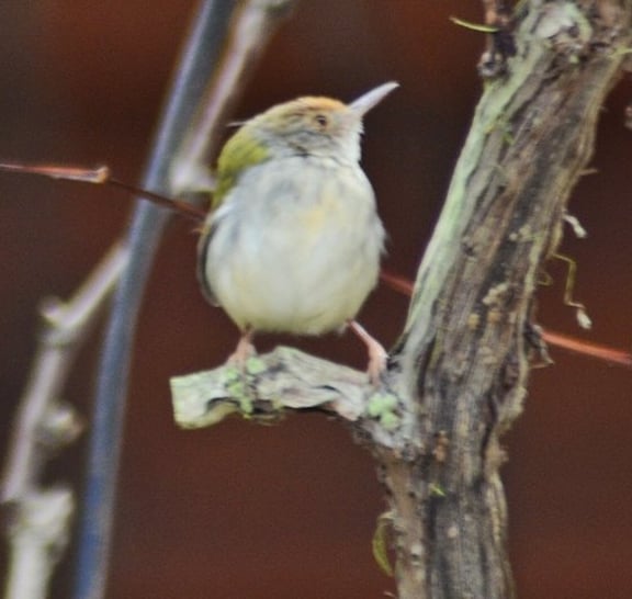 Birds Photograph Tour Doi Inthanon
